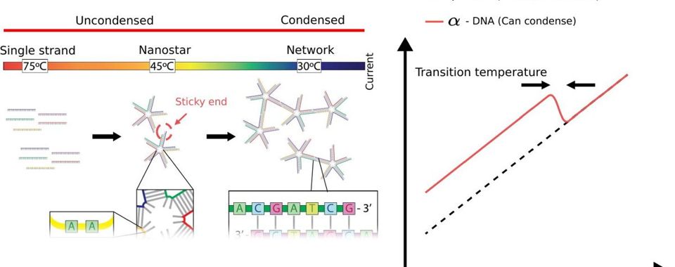 DNA nanostar condensate forming a gel coating, and the transition temperature in current measurements